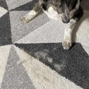 Manopla Eluna™ Quitapelos Reutilizable para Mascotas